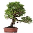 Juniperus chinensis Itoigawa, 27 cm, ± 18 años, con interesantes jin y shari