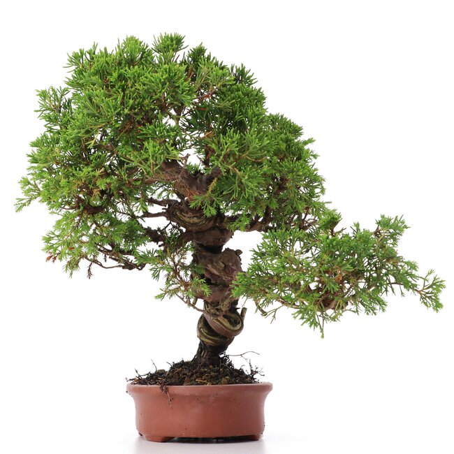 Juniperus chinensis Itoigawa, 27 cm, ± 18 years old, with interesting jin and shari