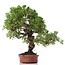 Juniperus chinensis Itoigawa, 27 cm, ± 18 anni, con interessanti jin e shari