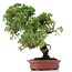 Juniperus chinensis Itoigawa, 27 cm, ± 18 anni, con interessanti jin e shari