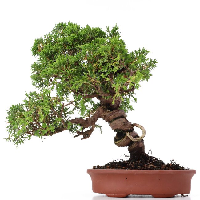 Juniperus chinensis Itoigawa, 27 cm, ± 18 years old, with interesting jin and shari