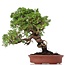 Juniperus chinensis Itoigawa, 27 cm, ± 18 anni, con interessanti jin e shari