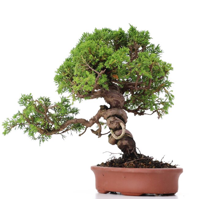 Juniperus chinensis Itoigawa, 27 cm, ± 18 years old, with interesting jin and shari