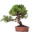 Juniperus chinensis Itoigawa, 27 cm, ± 18 años, con interesantes jin y shari