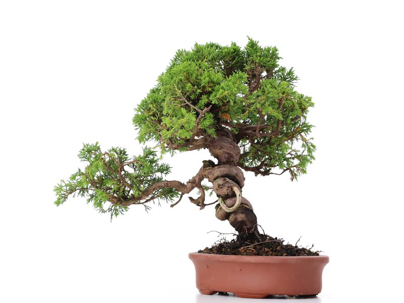Juniperus chinensis Itoigawa, 27 cm, ± 18 Jahre alt, mit interessantem Jin und Shari