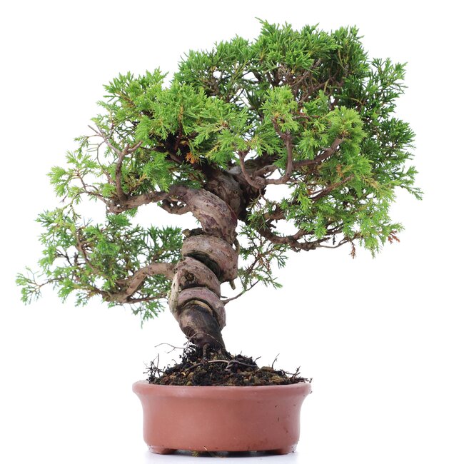 Juniperus chinensis Itoigawa, 27 cm, ± 18 Jahre alt, mit interessantem Jin und Shari