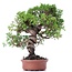 Juniperus chinensis Itoigawa, 27 cm, ± 18 años, con interesantes jin y shari