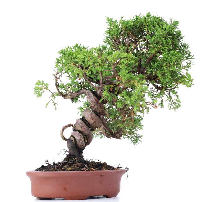 Juniperus chinensis Itoigawa, 27 cm, ± 18 years old, with interesting jin and shari