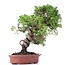 Juniperus chinensis Itoigawa, 27 cm, ± 18 jaar oud, met interessante jin en shari