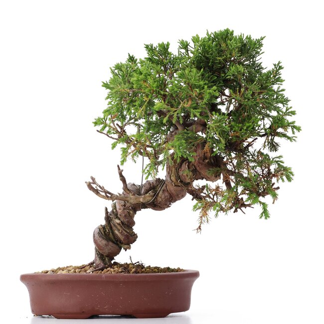 Juniperus chinensis Itoigawa, 26 cm, ± 18 años, con interesantes jin y shari