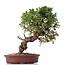 Juniperus chinensis Itoigawa, 26 cm, ± 18 Jahre alt, mit interessantem Jin und Shari