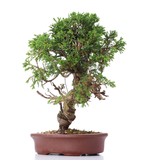 Juniperus chinensis Itoigawa, 26 cm, ± 18 Jahre alt, mit interessantem Jin und Shari