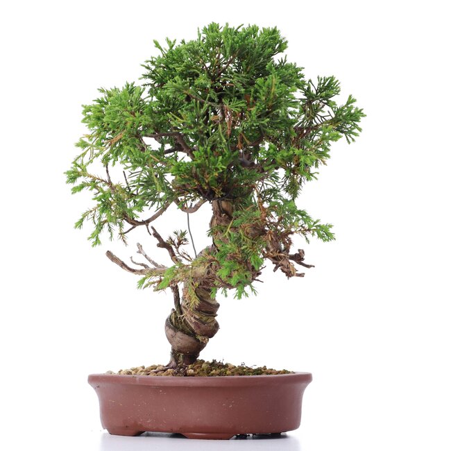 Juniperus chinensis Itoigawa, 26 cm, ± 18 jaar oud, met interessante jin en shari