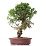 Juniperus chinensis Itoigawa, 26 cm, ± 18 anni, con interessanti jin e shari