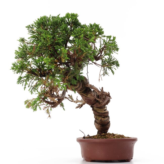 Juniperus chinensis Itoigawa, 26 cm, ± 18 jaar oud, met interessante jin en shari