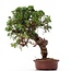 Juniperus chinensis Itoigawa, 26 cm, ± 18 anni, con interessanti jin e shari