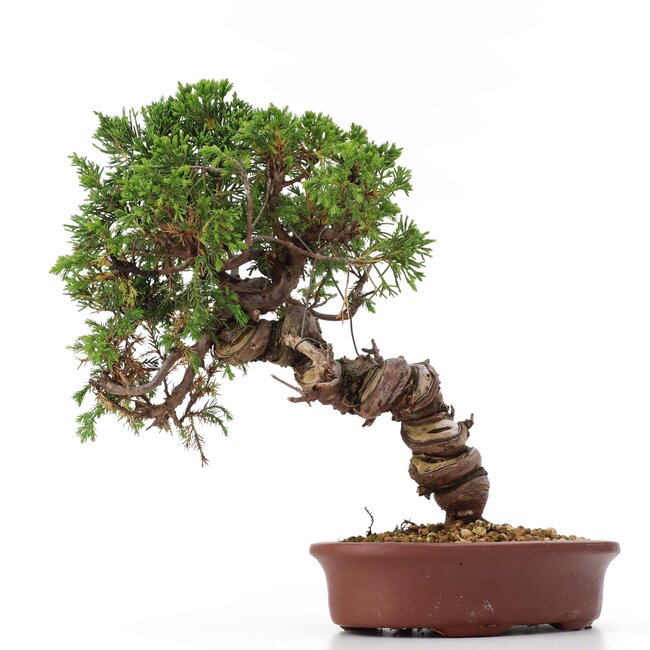 Juniperus chinensis Itoigawa, 26 cm, ± 18 ans, avec jin et shari intéressants