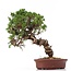 Juniperus chinensis Itoigawa, 26 cm, ± 18 anni, con interessanti jin e shari