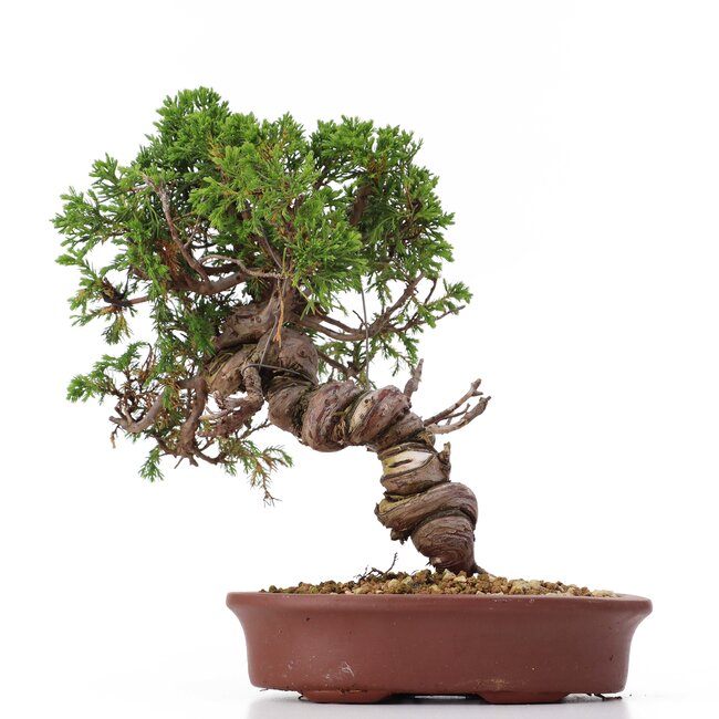 Juniperus chinensis Itoigawa, 26 cm, ± 18 years old, with interesting jin and shari