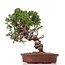 Juniperus chinensis Itoigawa, 26 cm, ± 18 jaar oud, met interessante jin en shari