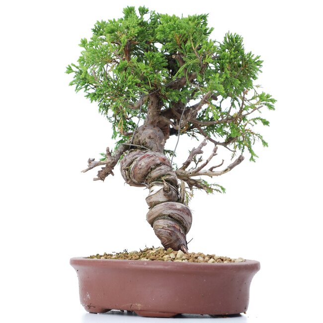 Juniperus chinensis Itoigawa, 26 cm, ± 18 jaar oud, met interessante jin en shari
