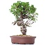 Juniperus chinensis Itoigawa, 26 cm, ± 18 años, con interesantes jin y shari