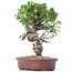 Juniperus chinensis Itoigawa, 26 cm, ± 18 ans, avec jin et shari intéressants