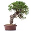 Juniperus chinensis Itoigawa, 26 cm, ± 18 años, con interesantes jin y shari