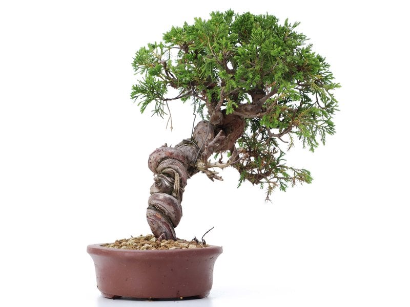 Juniperus chinensis Itoigawa, 26 cm, ± 18 jaar oud, met interessante jin en shari
