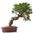 Juniperus chinensis Itoigawa, 26 cm, ± 18 años, con interesantes jin y shari