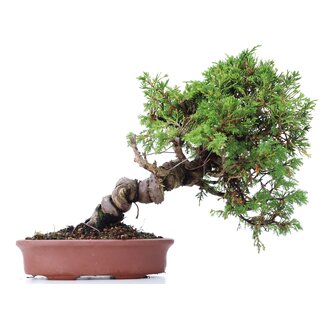 Juniperus chinensis Itoigawa, 23 cm, ± 18 Jahre alt