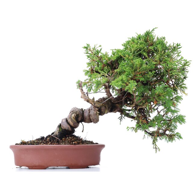 Juniperus chinensis Itoigawa, 23 cm, ± 18 anni, con interessanti jin e shari