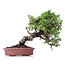 Juniperus chinensis Itoigawa, 23 cm, ± 18 jaar oud, met interessante jin en shari