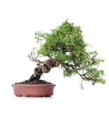 Juniperus chinensis Itoigawa, 23 cm, ± 18 Jahre alt, mit interessantem Jin und Shari