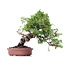 Juniperus chinensis Itoigawa, 23 cm, ± 18 anni, con interessanti jin e shari