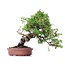 Juniperus chinensis Itoigawa, 23 cm, ± 18 años, con interesantes jin y shari