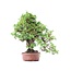 Juniperus chinensis Itoigawa, 23 cm, ± 18 jaar oud, met interessante jin en shari