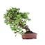 Juniperus chinensis Itoigawa, 23 cm, ± 18 jaar oud, met interessante jin en shari