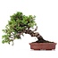 Juniperus chinensis Itoigawa, 23 cm, ± 18 ans, avec jin et shari intéressants
