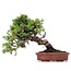 Juniperus chinensis Itoigawa, 23 cm, ± 18 jaar oud, met interessante jin en shari