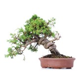 Juniperus chinensis Itoigawa, 23 cm, ± 18 Jahre alt, mit interessantem Jin und Shari