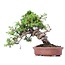 Juniperus chinensis Itoigawa, 23 cm, ± 18 años, con interesantes jin y shari