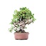 Juniperus chinensis Itoigawa, 23 cm, ± 18 años, con interesantes jin y shari