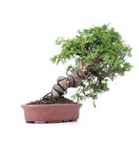 Juniperus chinensis Itoigawa, 23 cm, ± 18 jaar oud, met interessante jin en shari