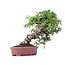 Juniperus chinensis Itoigawa, 23 cm, ± 18 jaar oud, met interessante jin en shari