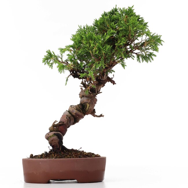 Juniperus chinensis Itoigawa, 26 cm, ± 18 anni, con interessanti jin e shari