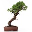 Juniperus chinensis Itoigawa, 26 cm, ± 18 anni, con interessanti jin e shari