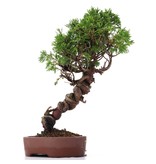 Juniperus chinensis Itoigawa, 26 cm, ± 18 Jahre alt, mit interessantem Jin und Shari