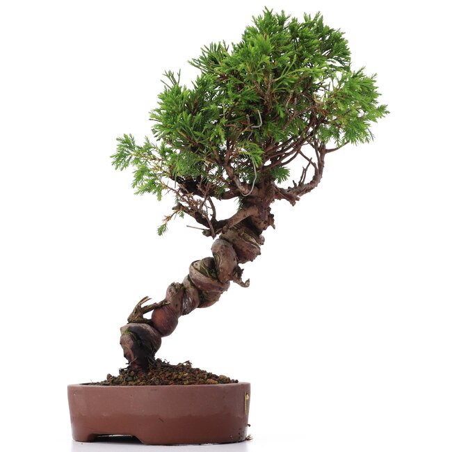 Juniperus chinensis Itoigawa, 26 cm, ± 18 ans, avec jin et shari intéressants