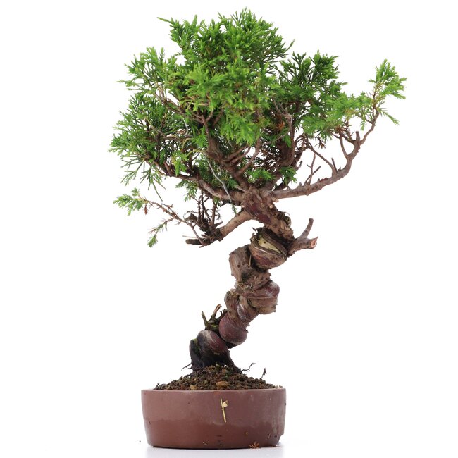 Juniperus chinensis Itoigawa, 26 cm, ± 18 ans, avec jin et shari intéressants
